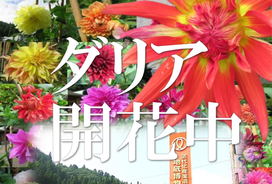 ダリア開花中」です。 - 鯛生金山地底博物館オフィシャルサイト